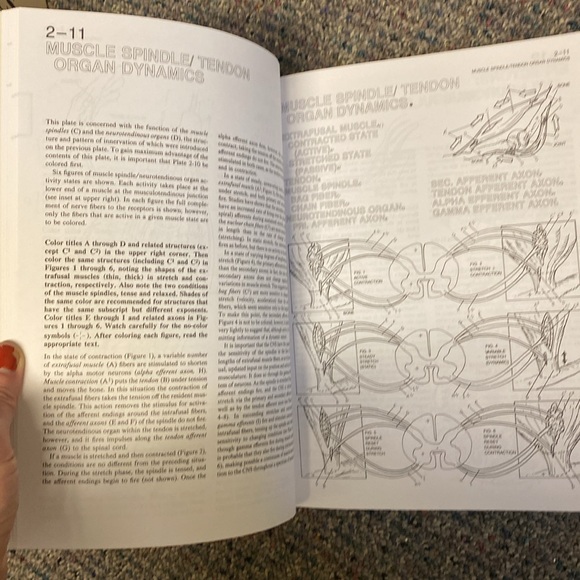 Human Brain Coloring book - like new! Neuroanatomy anatomy resource - Picture 4 of 5